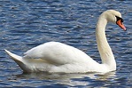 The Mute Swan's Habitat, Migration, and More