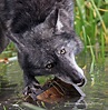 Nature Photography by Dave Roach: Northwestern Wolf (Canis lupus ...