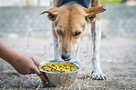 Volunteer feeding a street dog with a bowl of dog food : Anipixels