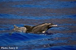 Delfín de dientes rugosos - Rough-toothed dolphin - Asociación ...