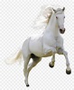 Transparent White Horse Png, Png Download - vhv
