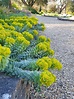 Euphorbia myrsinites - Beth Chatto's Plants & Gardens