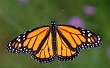 The beauty of monarch butterflies - Greenability Magazine