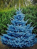 Buy Spruce Trees Online | Spruce Trees for Sale | The Tree Center