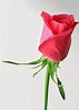 Free Wallpapers Red Rose Love single 2014http://my143rose.blogspot.com/