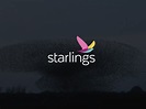 Starlings Logo Design By Logoholik V4 by Bojan Stefanovic Logoholik on ...