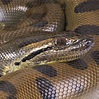 Full Grown Green Anaconda