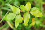 Poison Ivy: Symptoms, Treatment, Diagnosis, and More