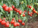How to Control Tuta absoluta in Tomatoes Even If You’re Not an Expert ...