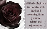 black rose flower meaning - Heidy Brownlee