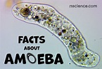 Facts about Amoeba, structure, behavior and reproduction - Rs' Science