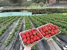草莓当造，畅玩5大香港本地农庄果园任摘任食 - 星岛环球网