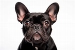 Foto de alta resolución de un bulldog francés negro aislado sobre un ...