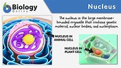 Nucleus - Definition and Examples - Biology Online Dictionary