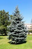 Colorado Blue Spruce Trees Buying & Growing Guide | Trees.com