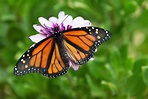 Definición de Mariposa Monarca