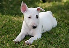 Miniature Bull Terrier Puppies NIN45 - AGBC