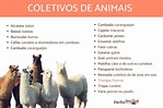 Substantivos COLETIVOS de ANIMAIS - Os mais usados e os incomuns