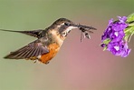 natural big view: Hummingbirds What Do They Eat