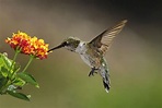 Stunning Photos of Hummingbirds - National Hummingbird Day