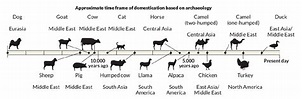 Timeline of Animal Domestication | CollectEdNY
