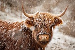 ITAP of a Highland cow in the snow | Cow photography, Cow wallpaper ...