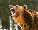Der russische Bär erwacht | Bayerisches Landwirtschaftliches Wochenblatt