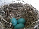 File:American Robin nest and eggs.JPG - Wikipedia, the free encyclopedia