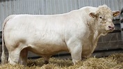 Charolais Beef Cattle | Large Robust Well-Muscled - YouTube