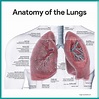 Respiratory System Anatomy and Physiology (2022)