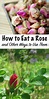 How to Eat a Rose (and Other Ways to Use Them) | Flower food, Edible ...
