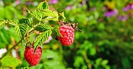 The Top 13 Raspberry Varieties to Grow in Zones 3-9 | Gardener’s Path