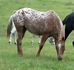 Red Roan Appaloosa Filly With Blanket & Spots | Flickr - Photo Sharing!