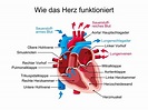 Wie funktioniert das Herz? | Schwabe Austria