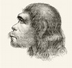 Posterazzi: Head Of A Neanderthal Man Illustration From A 19Th Century ...