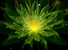What Makes Plants Glow: Information About Glowing Plants