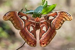 Atlas Moth - ClimateWatch Australia- Citizen Science App