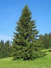 Trees Planet: Picea abies - Norway Spruce