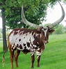 African AnKole - Watusi | Often referred to as "Cattle of Ki… | Flickr