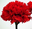SPAIN 10.8% (red carnation) | Flower seeds online, Flower seeds ...
