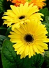 Yellow gerbera daisy by a6-k on deviantART