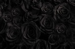 Schwarze Rosen Bedeutung: Welche Symbolik Trägt Diese Rose? - Pflanzensache