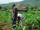 5 Most Profitable Farming Businesses In Nigeria | Olatorera Consultancy ...