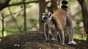 natur exclusiv | Natur-Doku : Unbekanntes Madagaskar - Im Reich der Kattas