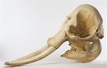 Indian Elephant Skull, Elephas Maximus Photograph by Dave King ...