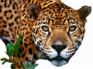 Download Jaguar Png Image HQ PNG Image | FreePNGImg