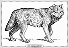 Dibujos de Lobos para colorear | Láminas Gratis de Lobos