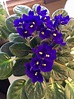 Deep purple African violets | Planting flowers, Plants, African violets