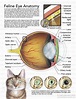 Scientific Illustration | Vet medicine, Vet tech school, Eye anatomy