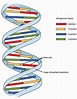 Secuencia de bases nitrogenadas en el ADN: qué, por qué, propósito ...